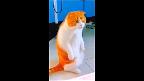 funny video 😂