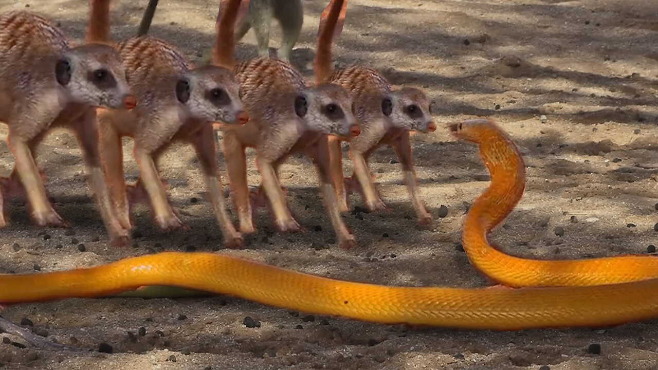 Cobra Hunts Mongoose Family | Can Mongoose Protect His Family?