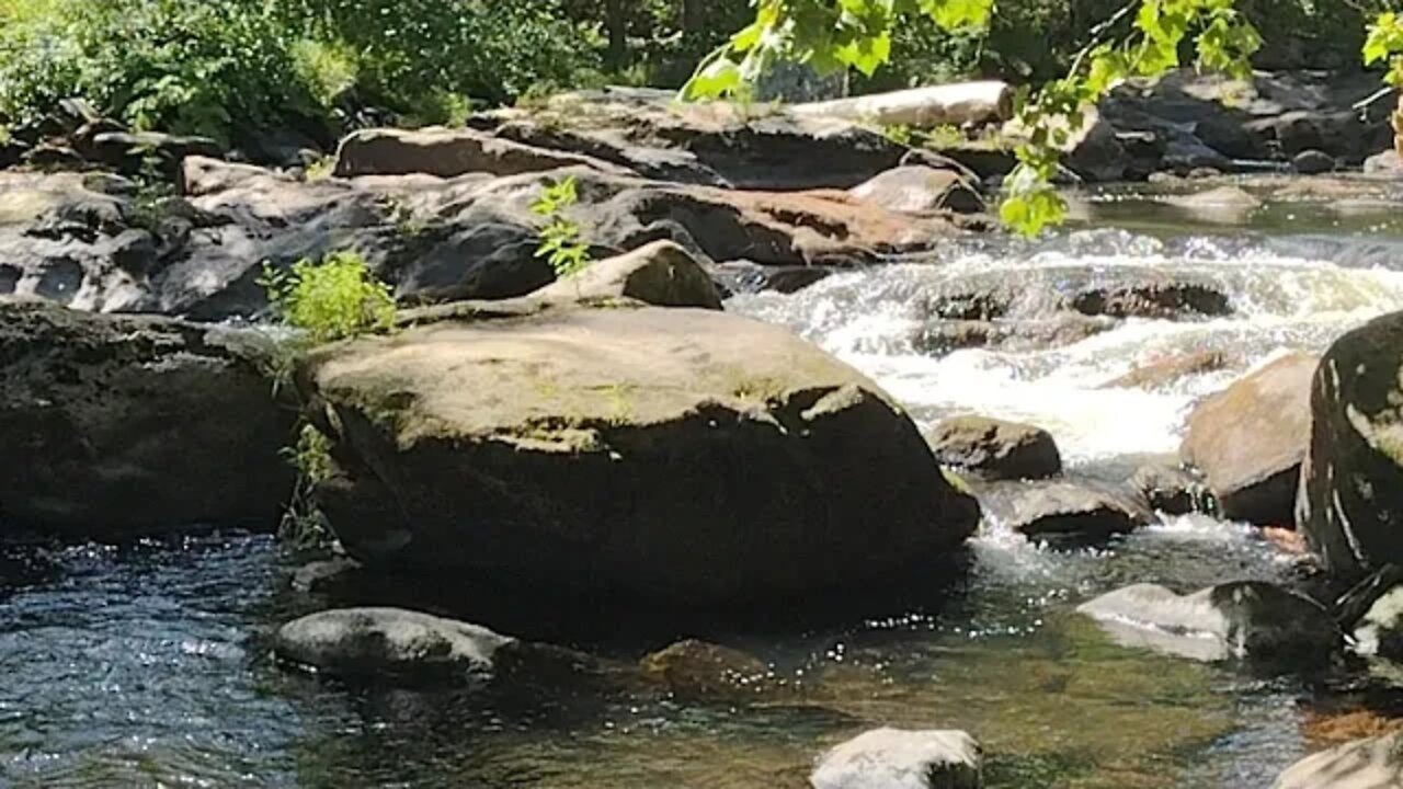 Ducks Show Up While Livestreaming a Stream - #stream #duck