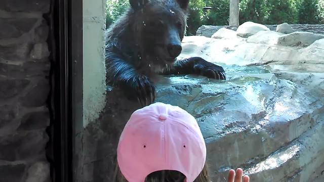 Brown Bear Plays Hide And Seek With Little Girl