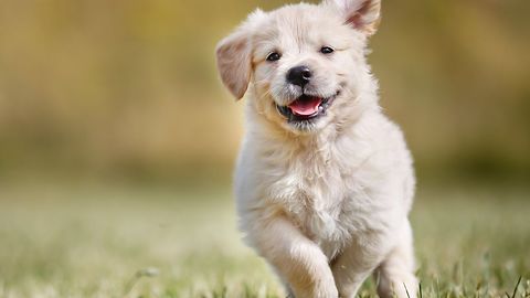 Exercise with puppy (dog)