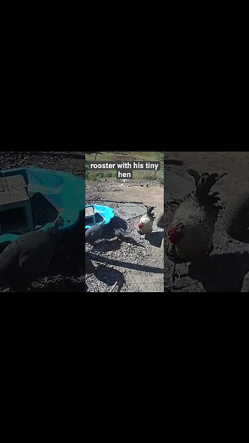 Farm surveillance. Bantam hen with her big rooster