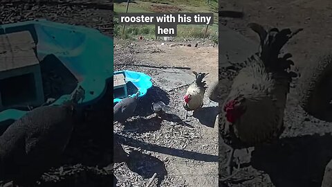 Farm surveillance. Bantam hen with her big rooster