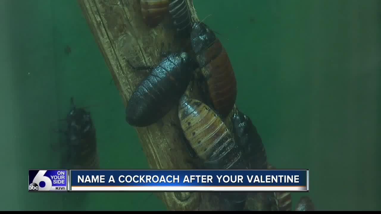 Scrambling for the perfect Valentine's gift? Zoo Boise wants to help