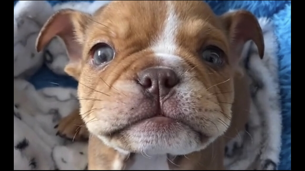 Cute dogs baby