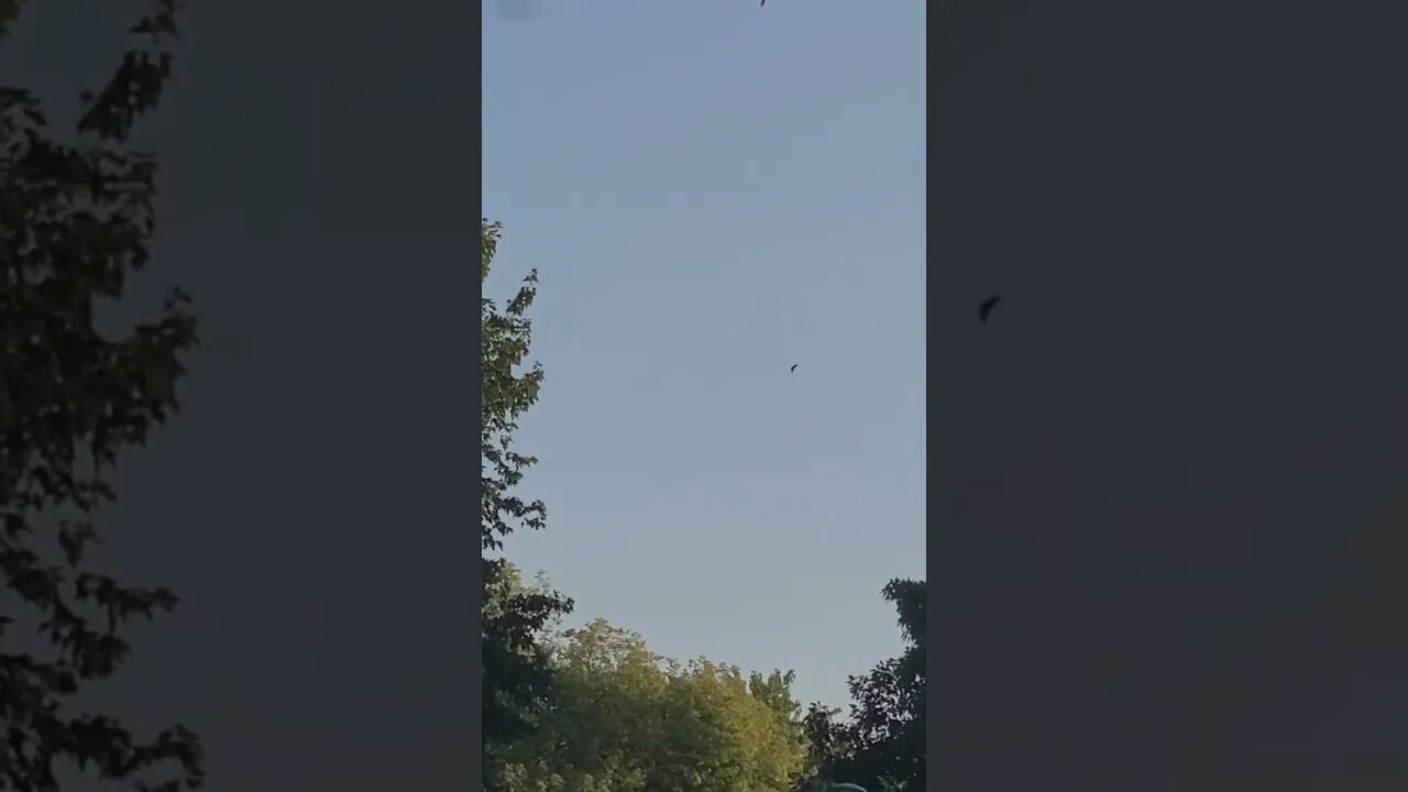 more crazy birds #shorts