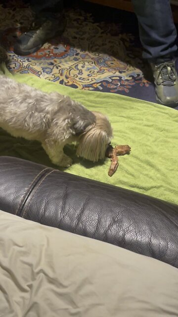 Happy Dog, shorkie gets a steak bone