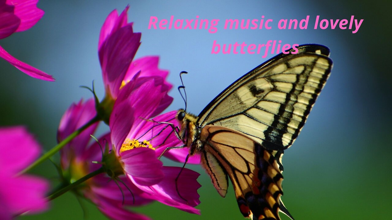 Relaxing music and lovely butterflies