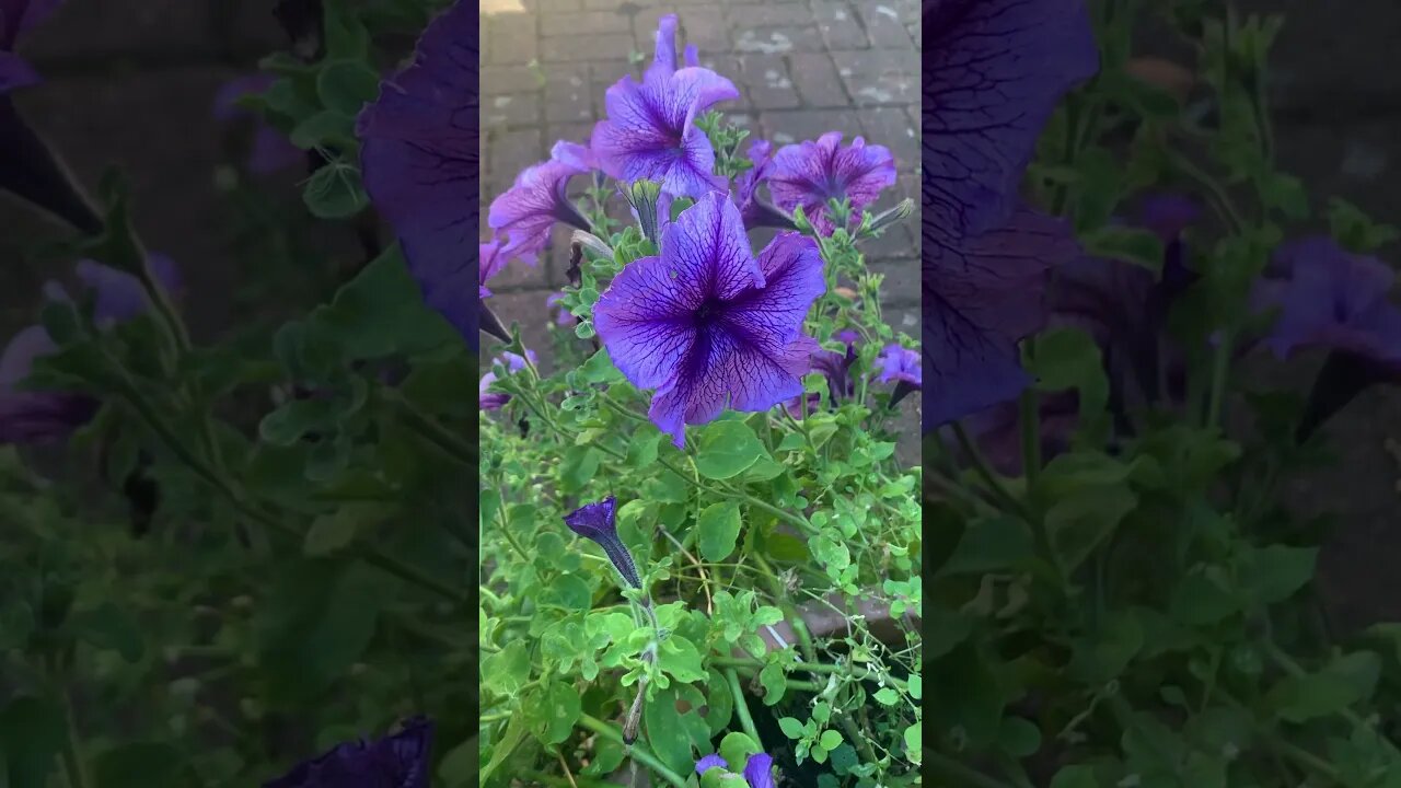 Beautiful fragile purple flower-love it