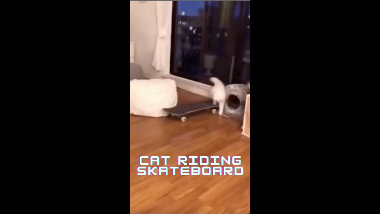 Funny Cat Rides on a Skateboard #shorts