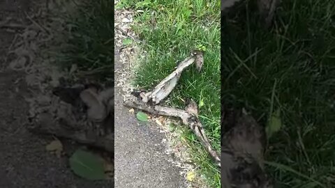 Found A Creepy Skeleton Leg