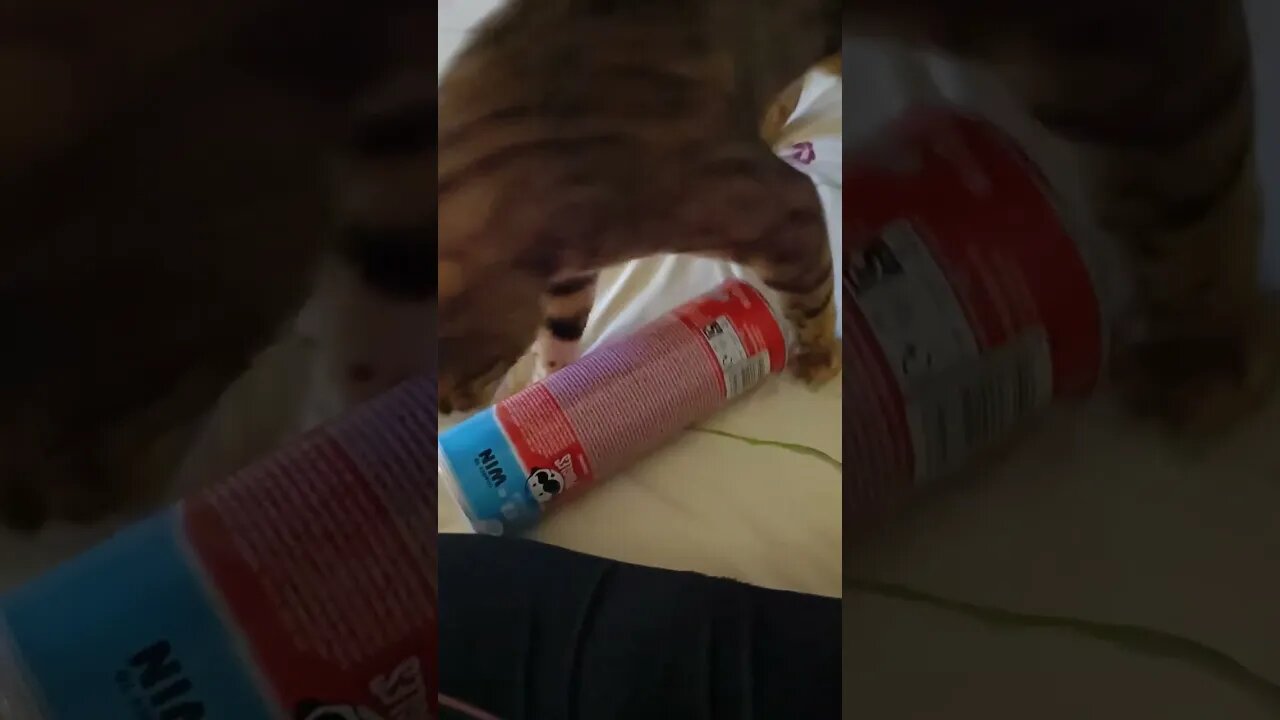 Cat v Pringles