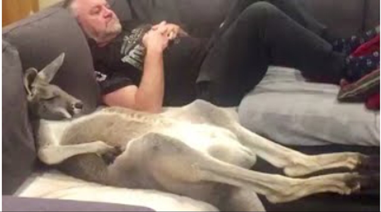 Rescue Kanga-Dog Insists on Daily Couch Cuddles with Dad 🛋️🐶 | Heartwarming Moments