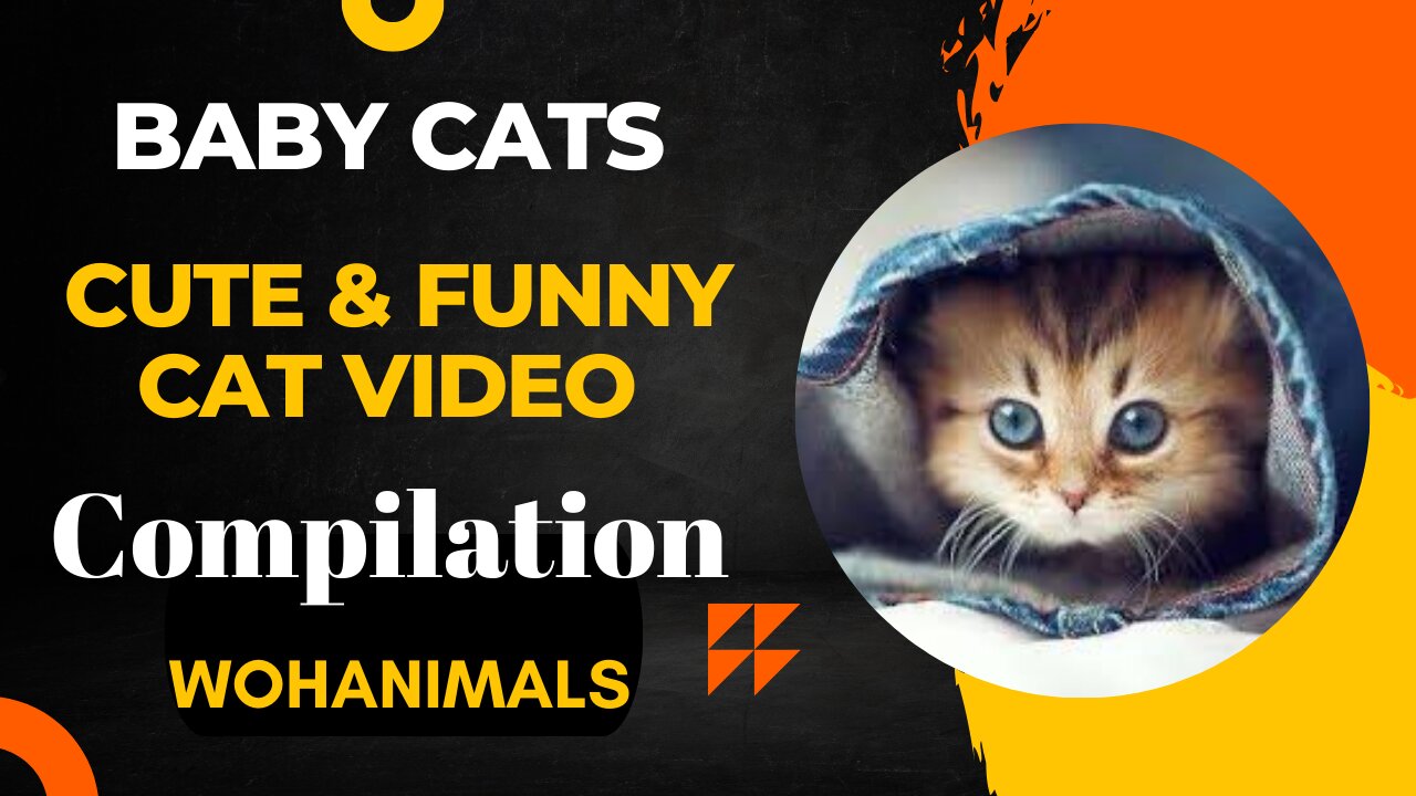 Baby Cats - Cute and Funny Cats Videos Compilation #06 । Wohanimals