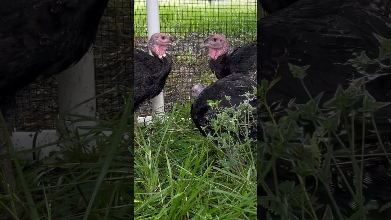 Turkeys tearing up their new pasture grass! #greengreengrass #turkey #turkeyfarming #grass