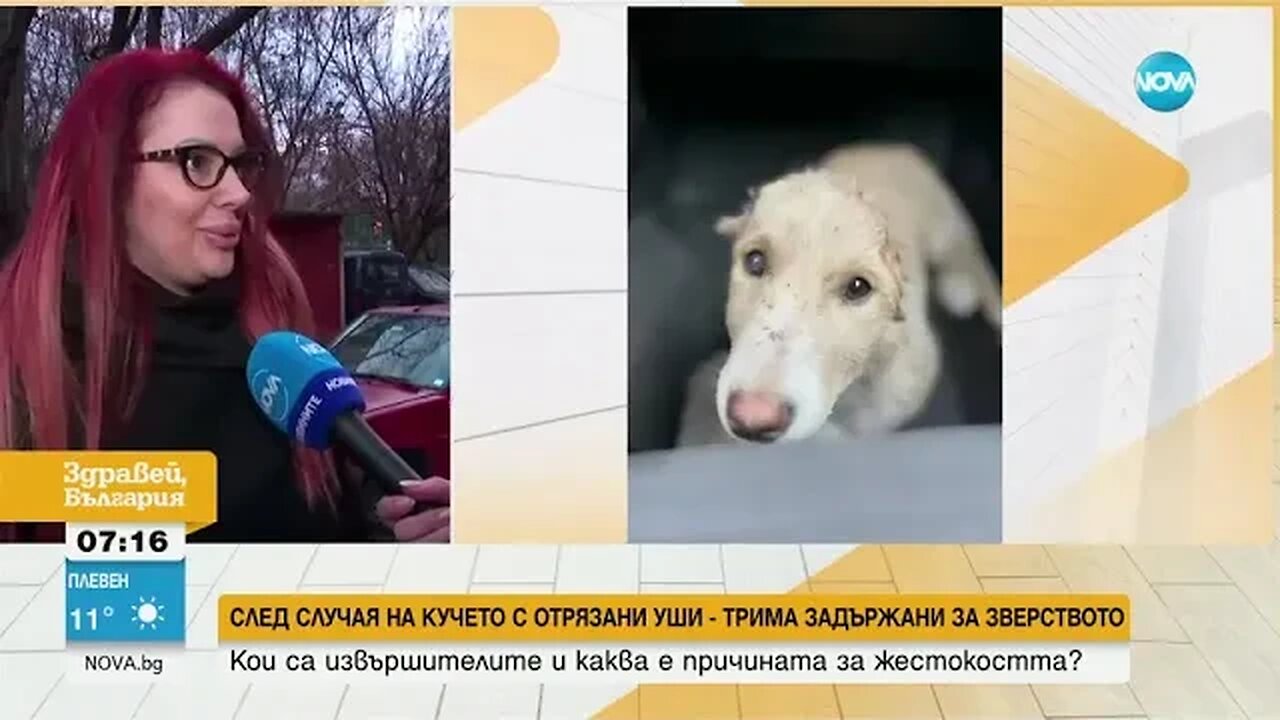 Трима задържани за зверството над кучето с отрязаните уши