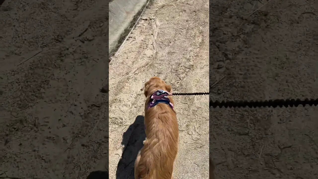 WHEEE! mountain trails with the dog and daughter #pets #puppy