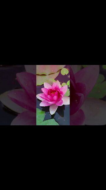 1 Minute Meditation I'M GRATEFUL FOR MY AMBITIONS #shorts #youtubeshorts #1minutemeditation #zen