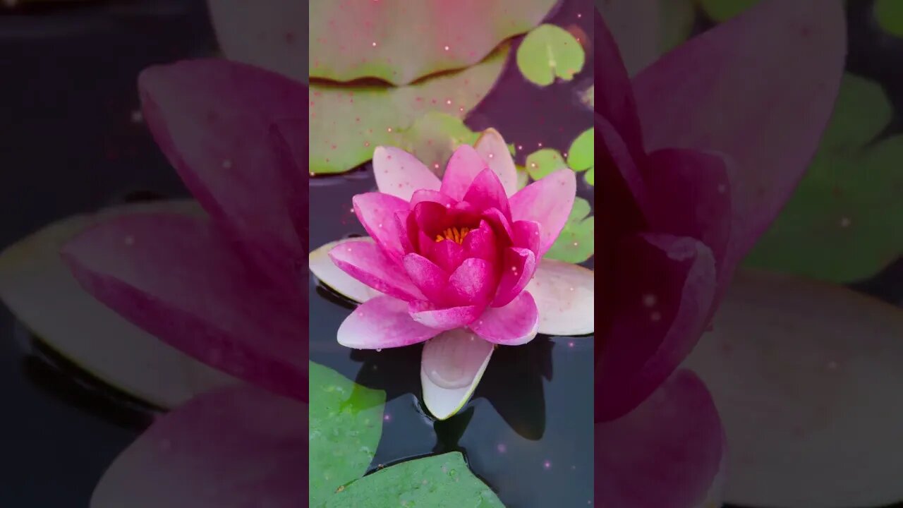 1 Minute Meditation I'M GRATEFUL FOR MY AMBITIONS #shorts #youtubeshorts #1minutemeditation #zen
