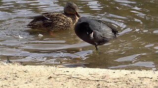 CatTV: Standing Ducks