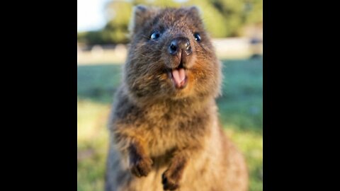 _<3_Super cute animal compilation_<3_