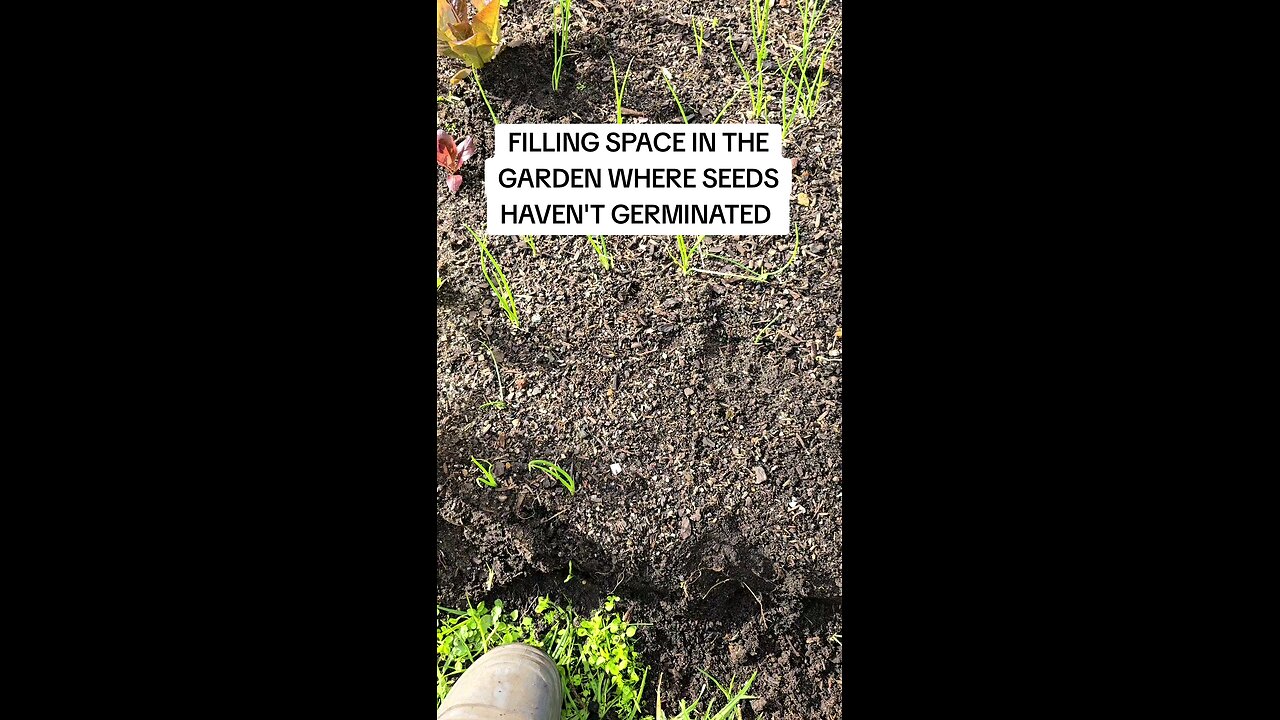 filling spaces in the garden