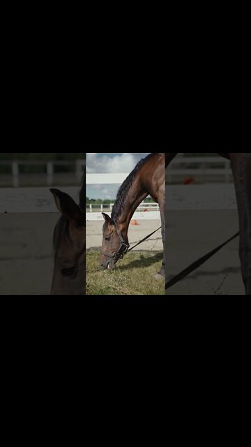 #Shorts #Adorable #Animal #Horse #Peace #Love #Care