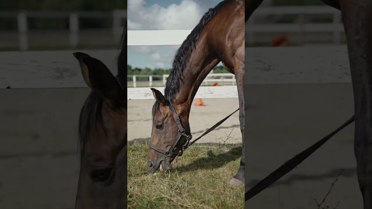 #Shorts #Adorable #Animal #Horse #Peace #Love #Care