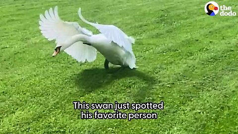 Saving a Swan Egg and Raising It from Hatchling to Majestic Beauty! 🦢❤️