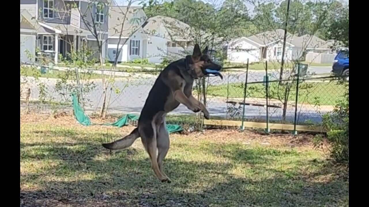 Frisbee Catchin Doggo