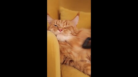 Cute Cat/Cute Pet/Viral video/Rumble trend