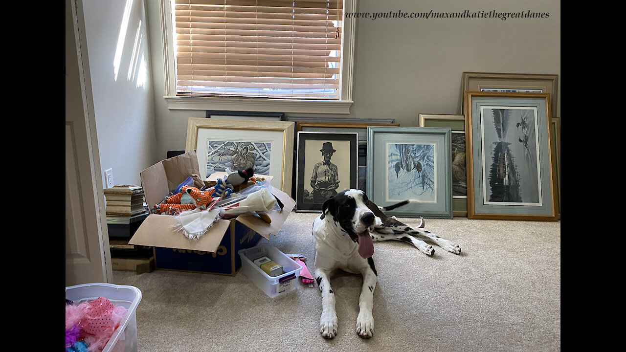 Great Dane Accidently Locks Himself In A Bedroom And Tries To Chew His Way Out