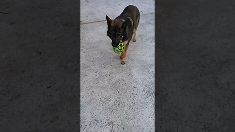 German Shepherd playing fetch 04/16/2023