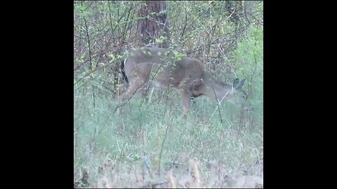 Deer in the grass