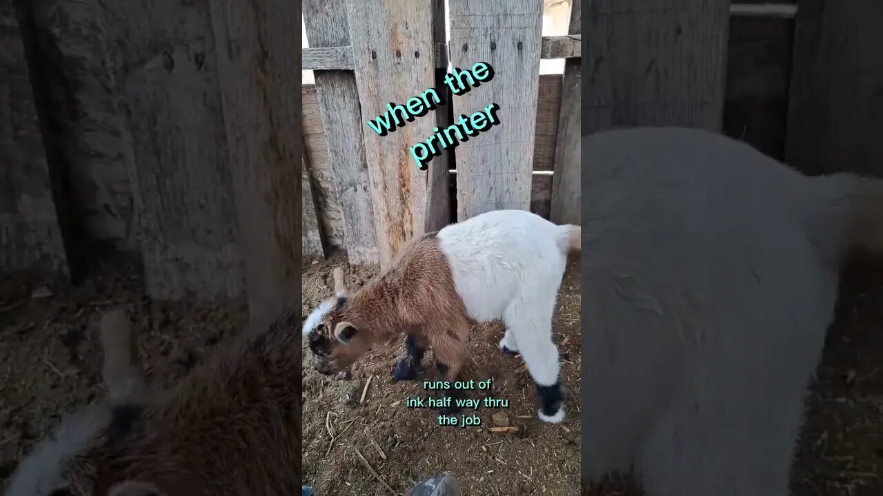 color department was slacking #goats #animals #fun #shortsfeed #shorts # baby #newborn #goat #pets