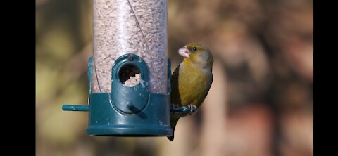 Beautiful green bird,small birds