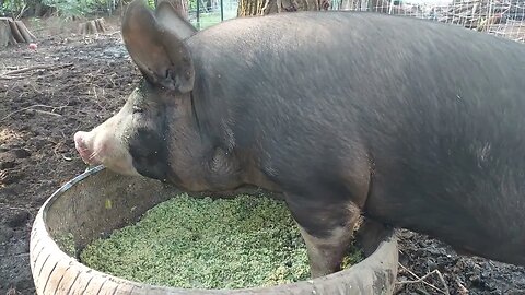 Pig eating competition.