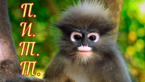 Смешные животные из Тик Ток 2 Funny animals from Tik Tok