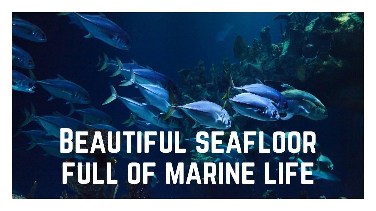 Beautiful seafloor full of marine life