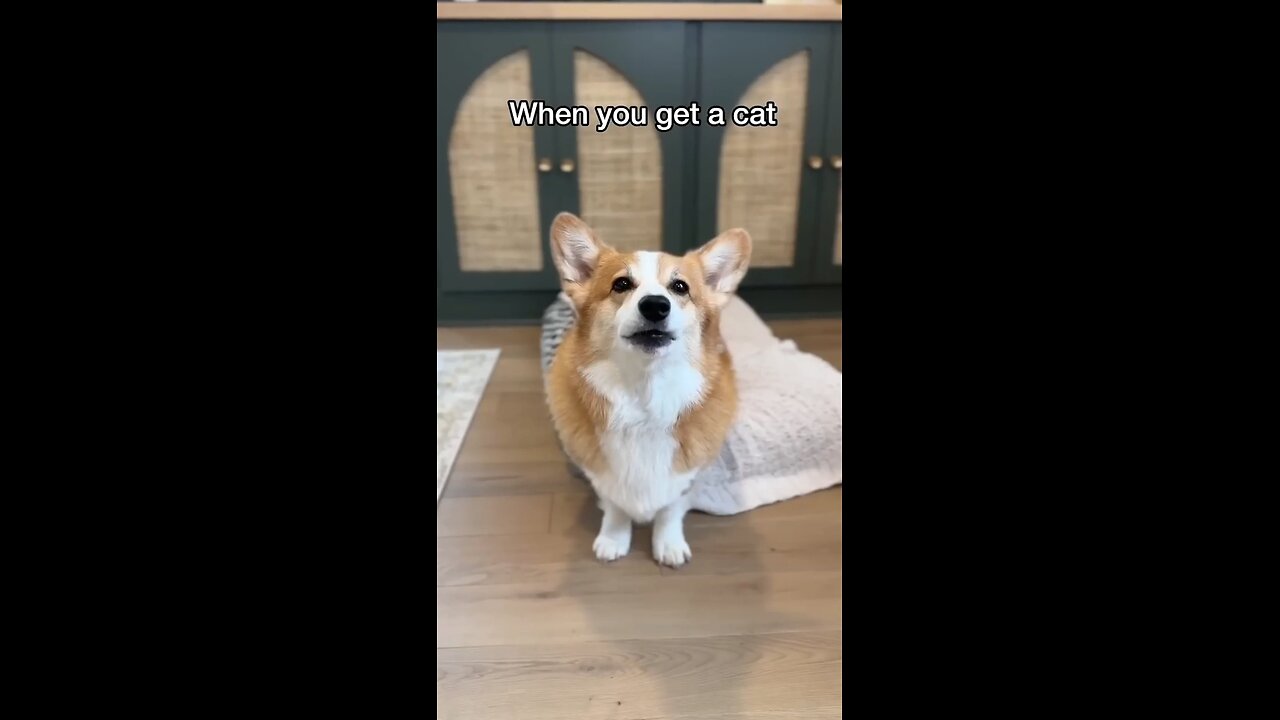 when i get a cat🥲