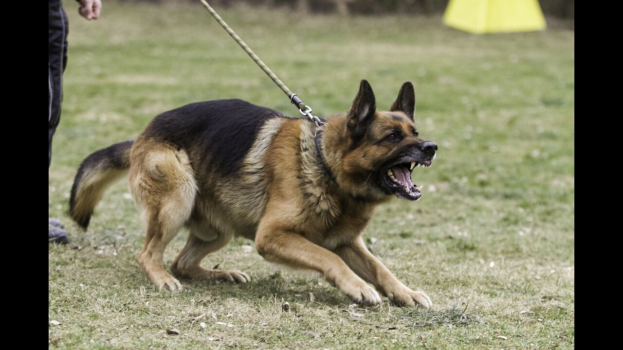 Aggressive Dog Training and bites. Learn