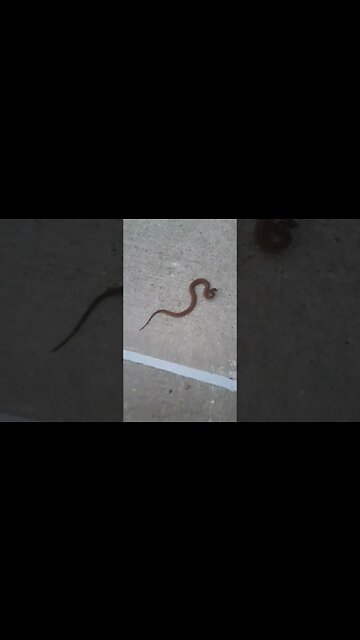 is this a poisonous snake🤔#snake #poisonoussnakes