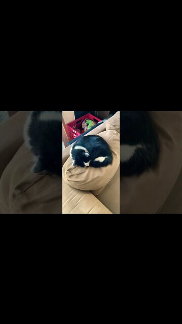 The transition continues shop cat to house cat #Shorts #ShopCat￼