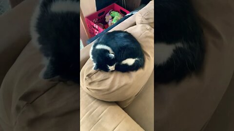 The transition continues shop cat to house cat #Shorts #ShopCat￼