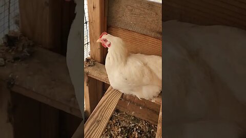 A chicken sneeze!?!