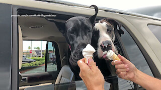 Great Danes Enjoy First Free McDonald's Pet Ice Cream Cones