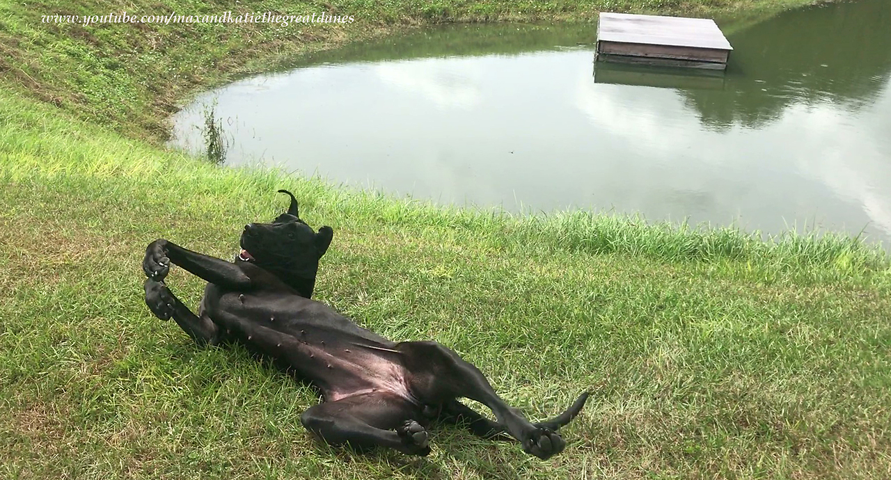 Noisy Sand Hill Cranes Disturb Great Dane's Nap