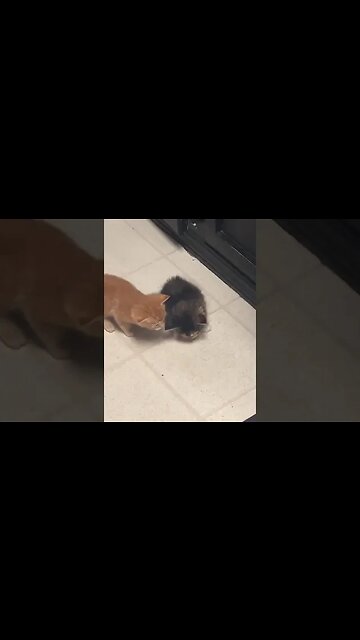 AWW Animals SOO Cute! #shorts #shorts #viral #babyanimals #babycute