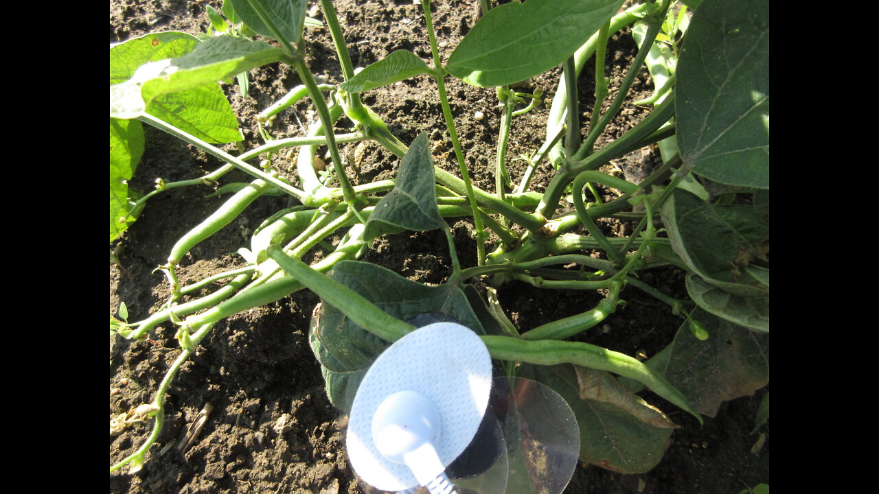 A Summer Favorite Green Beans Sept 2021