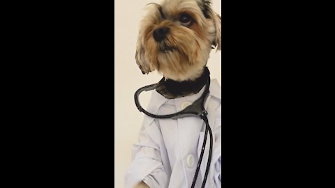 Doctor Dog 😂😍